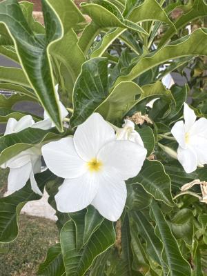 0F0F4383 8A3E 4E00 9E24 A5F6A6F07415