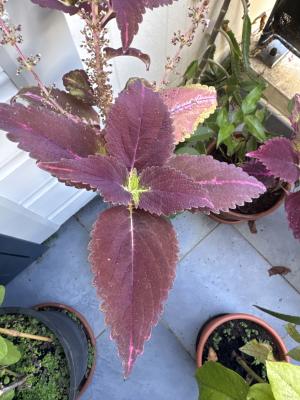 17964559 68EB 482E BEBB AC33CD5D9878