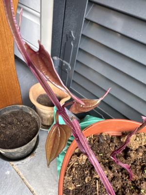 8C12DAFB 2B44 4CAE 810A 5557BDD47A77