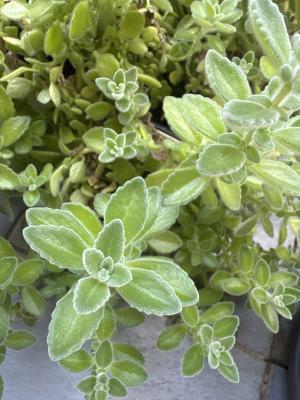 AD10EFB5 D6AD 49F2 ACD7 B43EC2888543